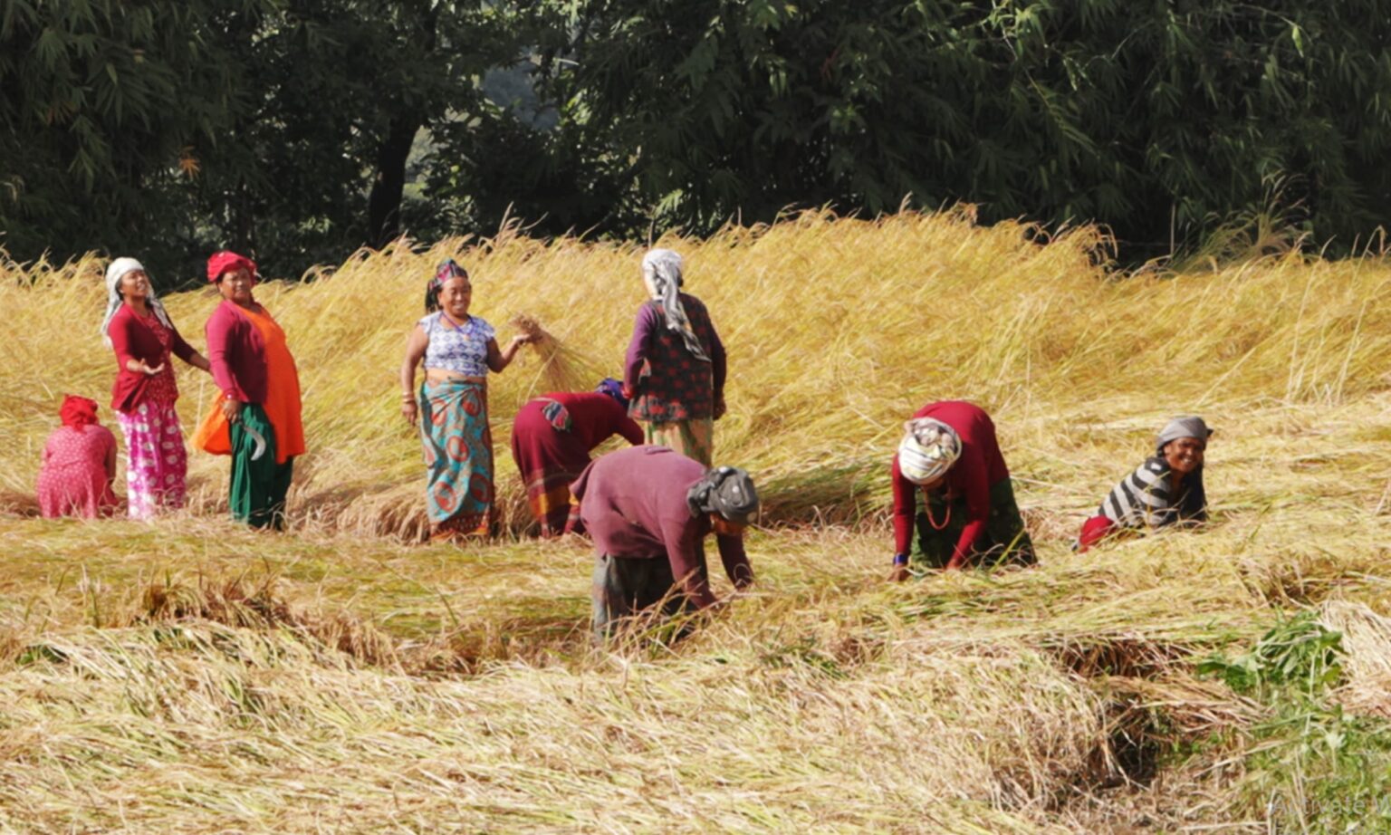 बागमती प्रदेशमा धान उत्पादन घट्यो