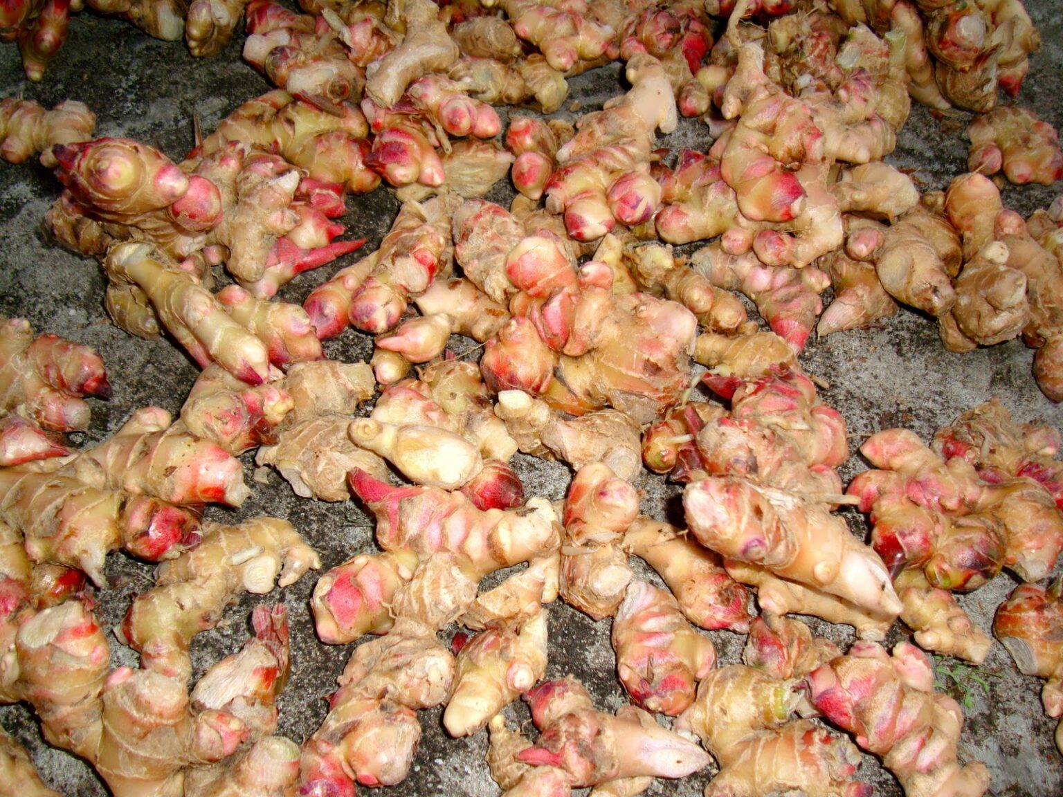 एउटै पालिकाबाट बिक्री भयो छ करोडको अदुवा