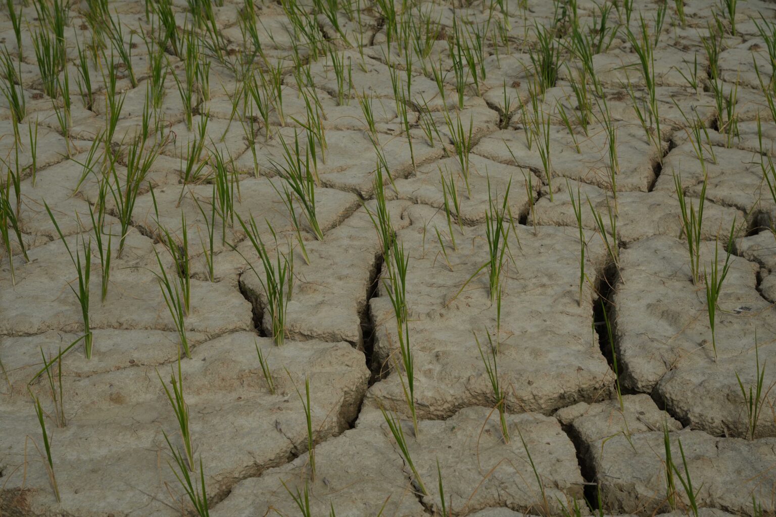 सुख्खा र खडेरीको चपेटामा मधेश प्रदेश