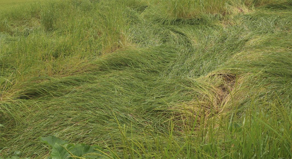 बाढीले झापाको ५१२ हेक्टर कृषिबालीमा क्षति