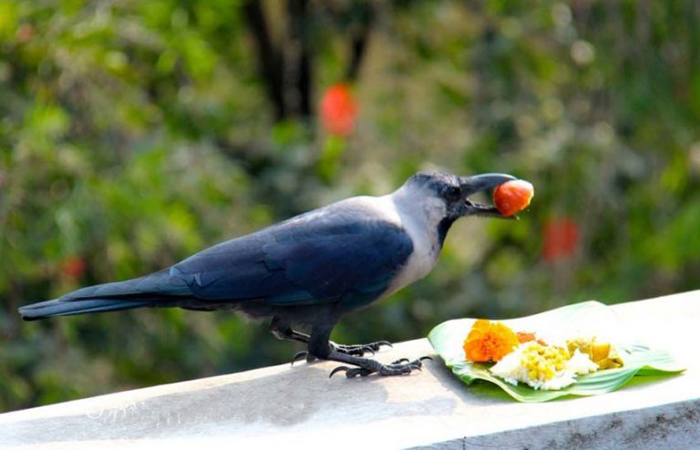 आज कार्तिक कृष्ण त्रयोदशी काग तिहार मनाइँदै