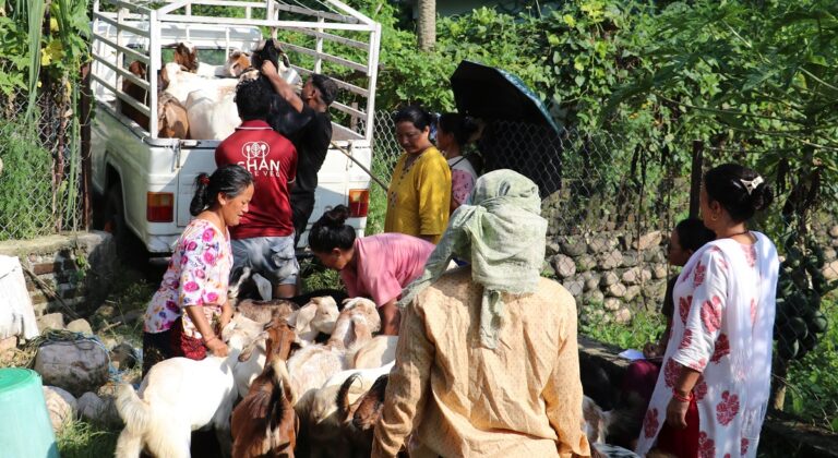 महिला नेतृत्वको सहकारीले बेच्यो ३५० खसीबोका