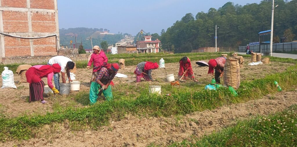 आलु किलोको १० रुपैयाँमा पनि नबिक्दा चिन्तामा काभ्रेपलाञ्चोकका किसान