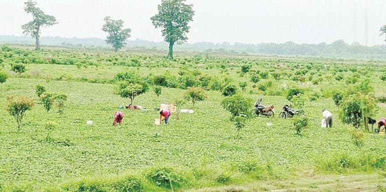 सागरनाथ वन विकास परियोजनाको १३ सय १६ बिगाहा जग्गा अतिक्रमण
