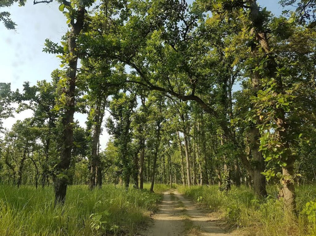 कञ्चनपुरको शुक्लाफाँटामा च्याउ खोज्न जंगल गएका १४ महिला आइतबारदेखि सम्पर्कविहीन