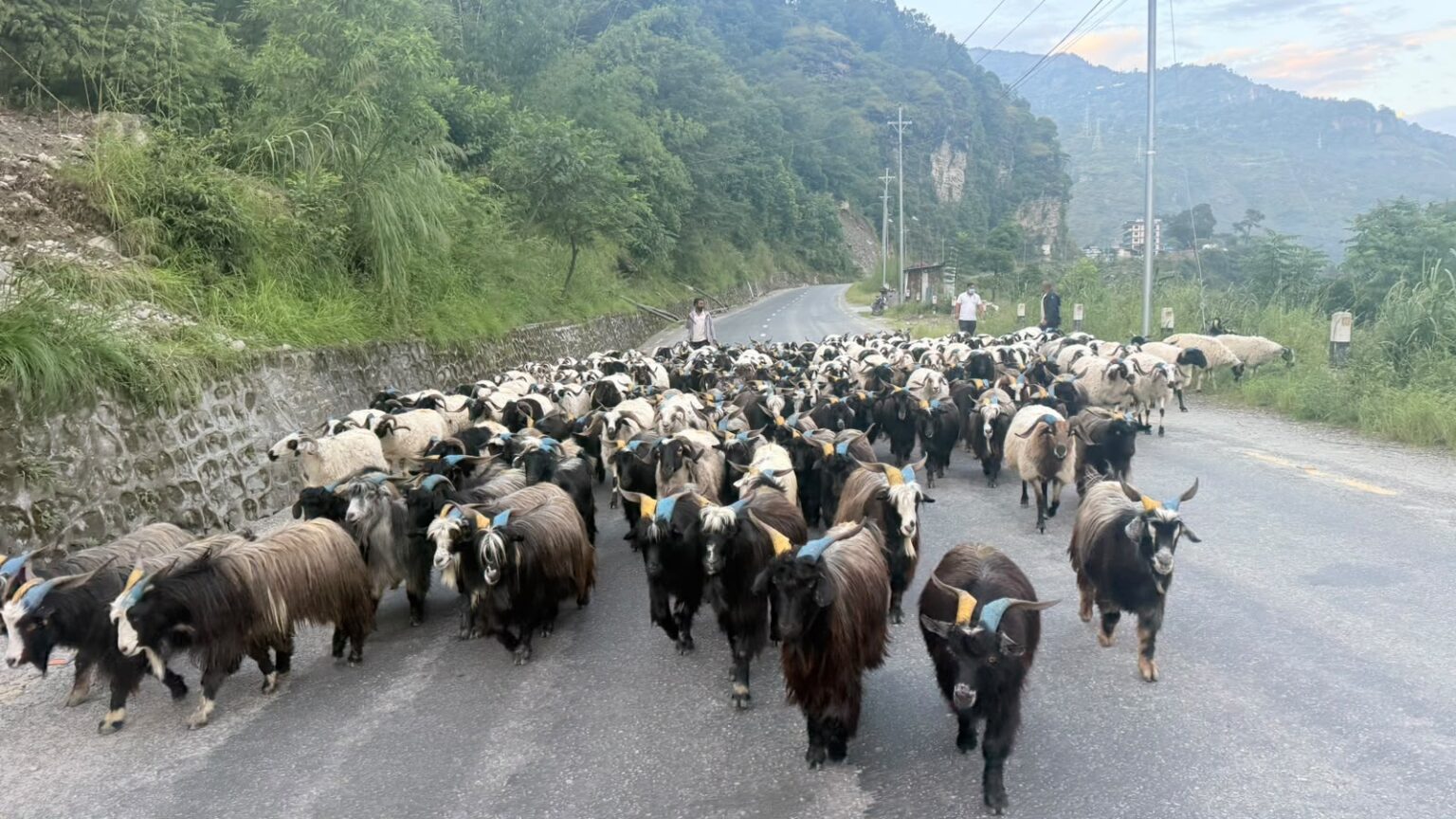 दसैंमा मुस्ताङबाट ३६ करोडभन्दा बढीको भेडाच्याङ्ग्रा बिक्री
