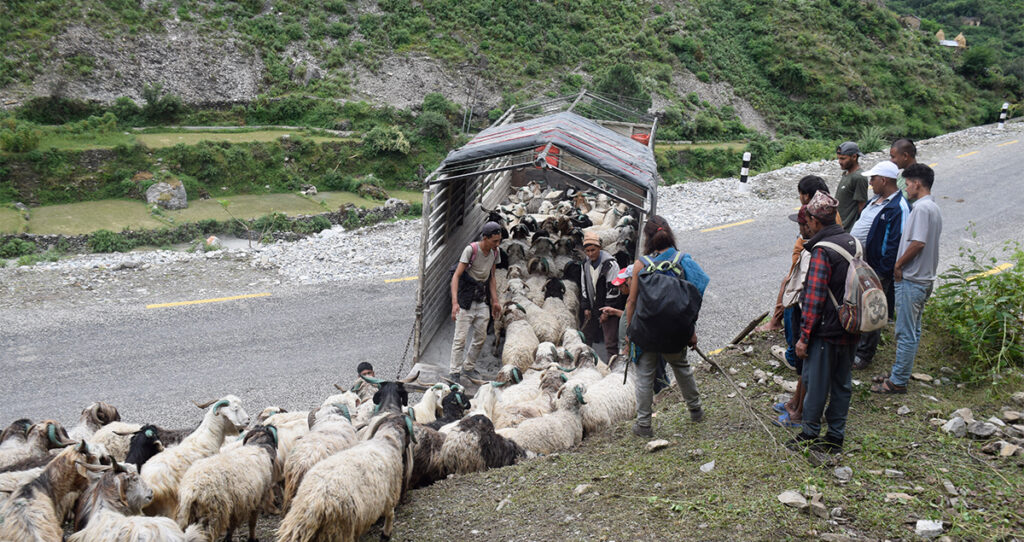 सहरको स्वादका लागि छुट्छ हिमालको दसैँ–तिहार