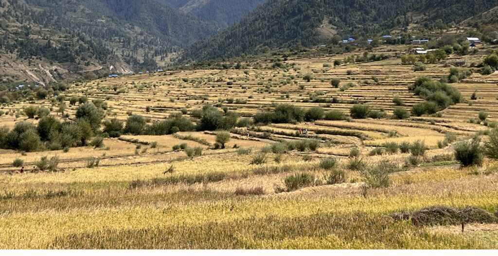 जुम्लाका किसानलाई मार्सीधान काट्ने चटारो
