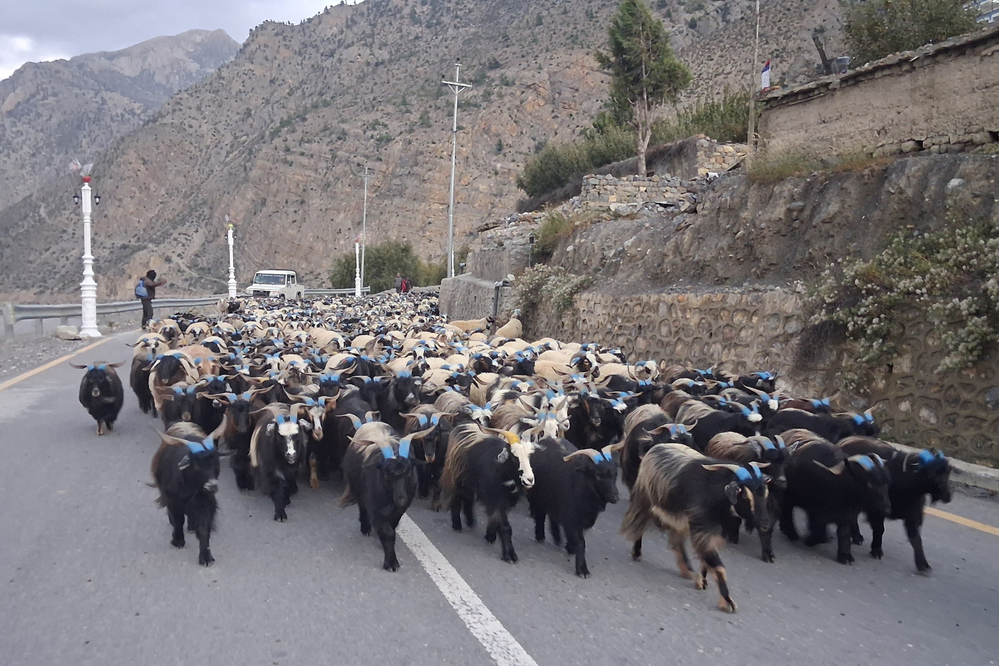 हिउँ छिचोल्दै १ हजार भेडाच्याङ्ग्रा मुस्ताङ आइपुगे